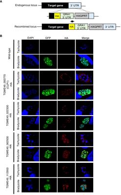Toxoplasma gondii chitinase-like protein TgCLP1 regulates the parasite cyst burden